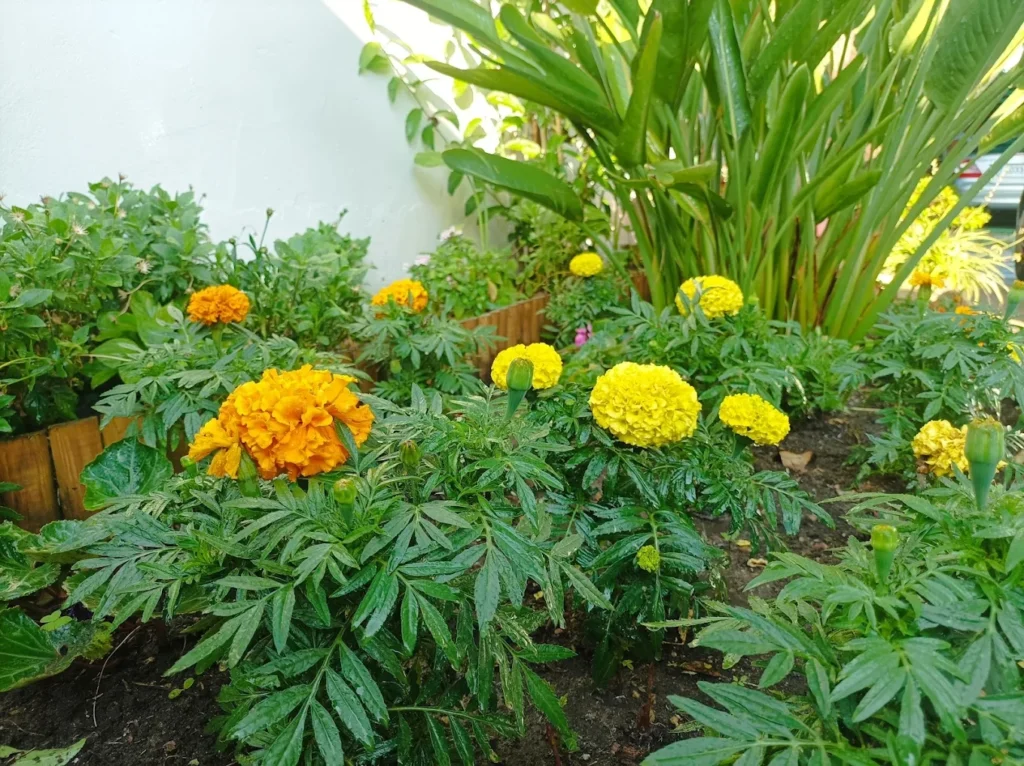 Jardineria en Badajoz