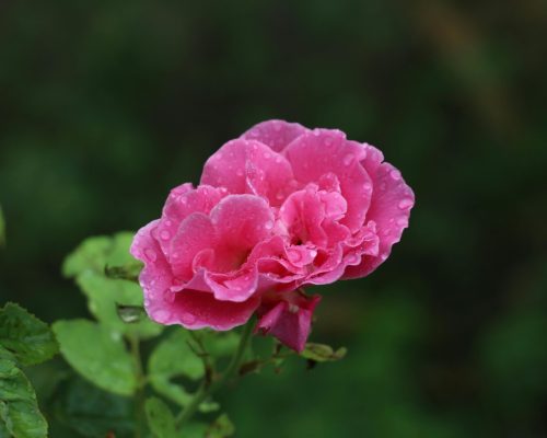 pexels-muhammad-umair-656224005-33146096